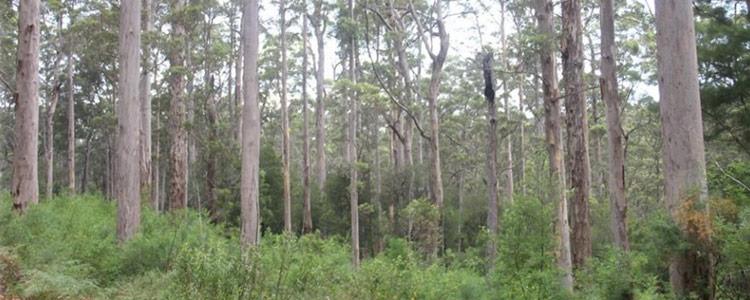 Forest